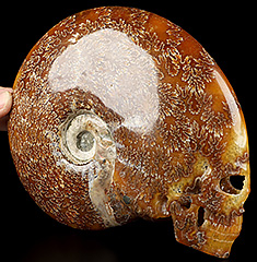 Geode Huge 7.5" Ammonite Fossil Carved Crystal Skull