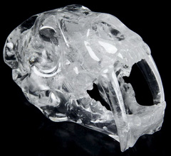 Huge 7.3" Quartz Rock Crystal Carved Crystal Smilodon SABER-TOOTHED Tiger/Cat Skull