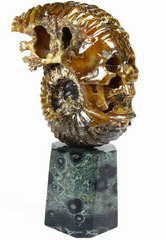 Huge 5.4" Ammonite Fossil Carved Crystal Skull Sculpture with Kambaba Jasper Stand