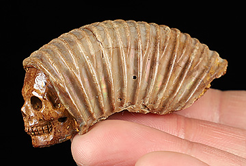 2.2" Rastellum, Oyster Fossil Carved Crystal Skull
