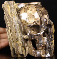 Huge 4.6" Petrified Wood Branch Carved Crystal Skull