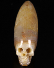 Ancient 2.4" Agatized Belemnite Fossil Elongated Carved Crystal Skull Sculpture, Realistic
