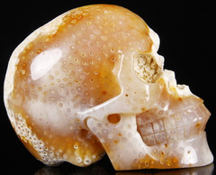 5.3" Coral Fossil Carved Crystal Skull, Realistic