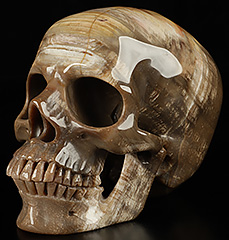 HUGE 4.4" Petrified Wood Carved Crystal Skull,Super Realistic