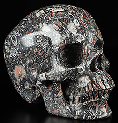 Huge 5.1" Crinoid Fossil Carved Crystal Skull,Super Realistic, Crystal Healing