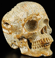 Huge 5.2" Coral Fossil Carved Crystal Skull,Super Realistic, Crystal Healing