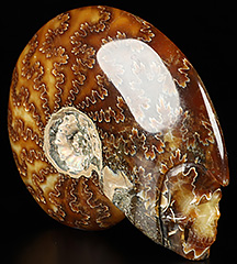 Nice 3.9" Ammonite Fossil Carved Crystal Skull