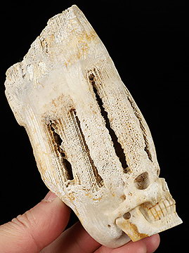 4.2" Coral Fossil Carved Crystal Skull, Crystal Healing