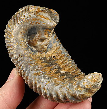 3.3" Rastellum Carved Crystal Skull, Crystal Healing