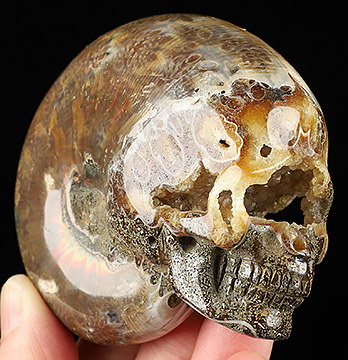 3.3" Ammonite Fossil Carved Crystal Skull