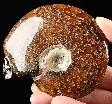 Nice 3.9" Ammonite Fossil Carved Crystal Skull