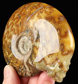 2.1" Ammonite Fossil Hand Carved Crystal Skull Fine Art Sculpture, Crystal Healing