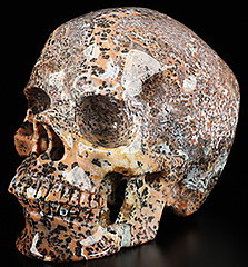 5.1" Brown Ocean Agate Hand Carved Crystal Skull, Super Realistic, Crystal Healing