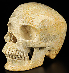 5.1" Coral Fossil Hand Carved Crystal Skull, Super Realistic, Crystal Healing