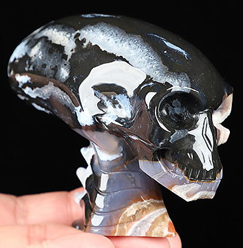 3.7" Black Zebra Agate Hand Carved Crystal Elongated Mayan Alien Skull with Spine Sculpture, Crystal Healing