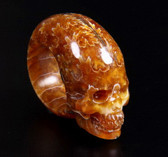 Ammonite Fossil Carved Crystal Skull Ring, size 12
