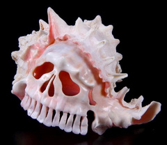 Amazing 3.9" Shell Carved Crystal Skull