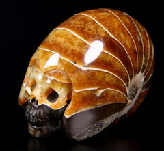 3.1" Ammonite Fossil Carved Crystal Skull