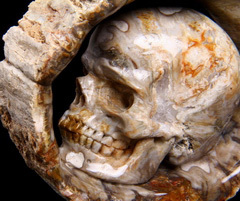 3.9" Petrified Wood BRANCH Carved Crystal Skull, Realistic
