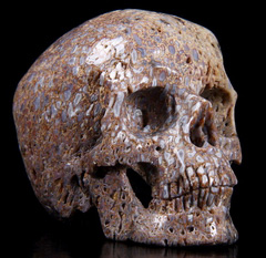 Sept 26, 2014 ACSAD (A Crystal Skull a Day) - Little One - Dinosaur Sauropoda Bone Fossil Carved Crystal Skull Sculpture