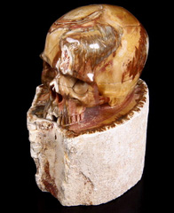 4.2" Petrified Wood BRANCH Carved Crystal Skull Seal