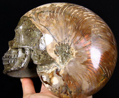 Huge 6.4" Ammonite Fossil Carved Crystal Skull