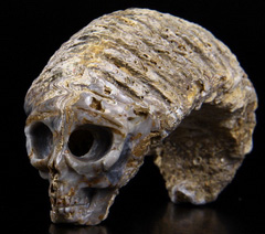 3.6" Rastellum, Oyster fossil Carved Crystal Skull