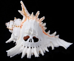 6.1" Strawberry Drupe Carved Crystal Skull Sculpture, Shell