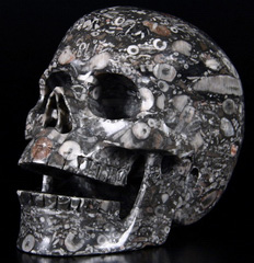 HUGE 5.0" Crinoid Fossil Carved Crystal Singing Skull