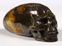 HUGE 3.9" Ammonite Fossil Carved Elongated Mayan Alien Crystal Skull