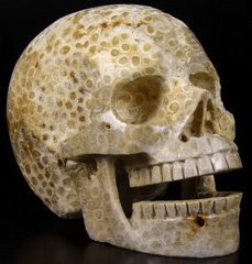HUGE 5.1 Coral Fossil Carved Crystal Singing Skull