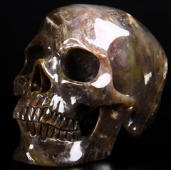 GIANT 7.4" Petrified Wood Carved Crystal Skull, Super Realistic