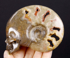 HUGE 3.4" Chamber Ammonite Fossil Carved Crystal Skull