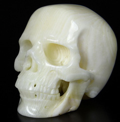 HUGE 5.1" Tridacna Gigas Carved Crystal Skull,Super Realistic