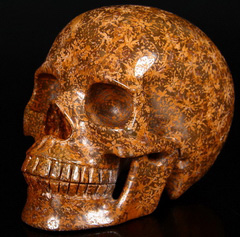 HUGE 5.1" Gold Star Stone Carved Crystal Skull, Realistic