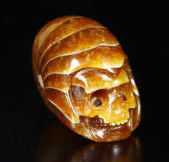1.5" Ammonite Fossil Carved Crystal Skull