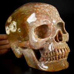 Gemstone Lifesized 7.1" Coral Fossil Carved Crystal Skull, Super Realistic