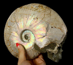 AMAZING FLASH Huge 7.2" Ammonite Fossil Carved Crystal Skull