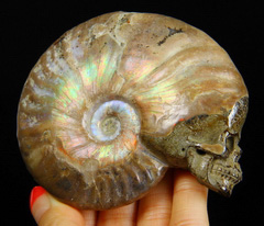 AMAZING FLASH 3.4" Ammonite Fossil Carved Crystal Skull