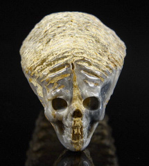 2.9" Rastellum, Oyster Fossil Carved Crystal Skull