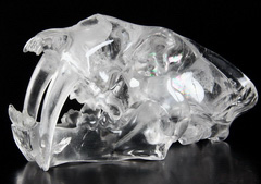 Huge 7.2" Quartz Rock Crystal Carved Crystal Smilodon SABER-TOOTHED Tiger/Cat Skull