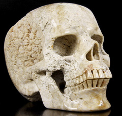 Lifesized 7.1" Coral Fossil Carved Crystal Skull, Super Realistic