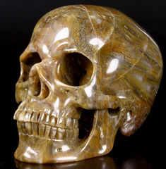 Huge 6.1" Petrified Wood Carved Crystal Skull, Super Realistic