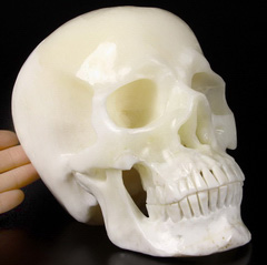 Lifesized 6.4" Tridacna Gigas Carved Crystal Skull, Super Realistic