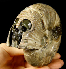 Huge 4.5" Ammonite Fossil Carved Crystal Skull
