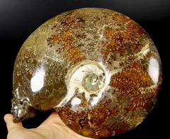 Huge 7.4" Ammonite Fossil Carved Crystal Skull