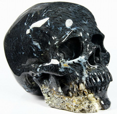 Huge 6.2" Bug Fossil Agate Carved Crystal Skull, Super Realistic