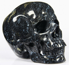 Huge 5.1" Bug Fossil Agate Carved Crystal Skull, Super Realistic