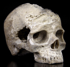 6.6" Coral Fossil Carved Crystal Skull