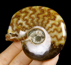 2.5" Ammonite Fossil Carved Crystal Skull